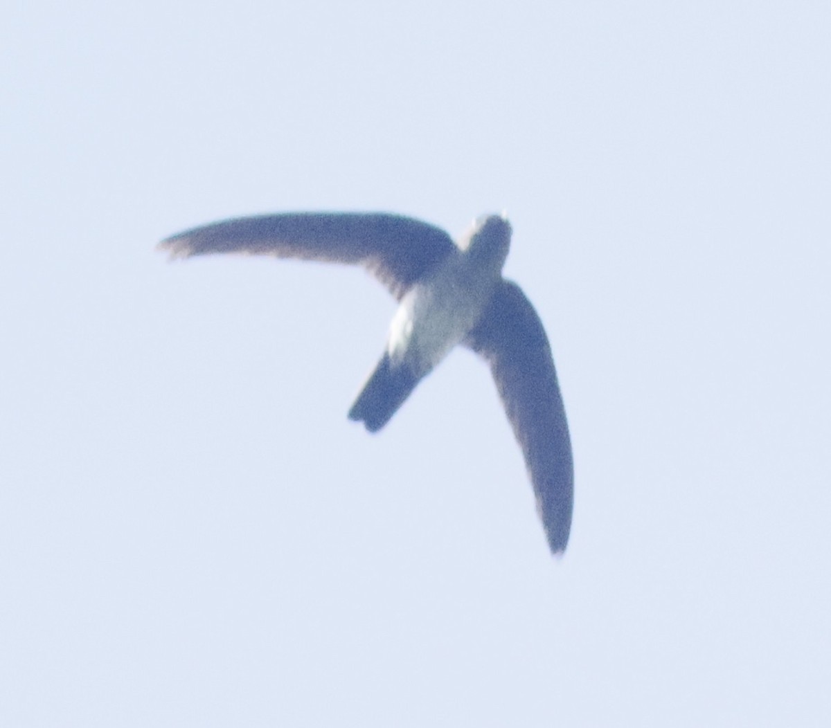 Plume-toed Swiftlet - ML647011764