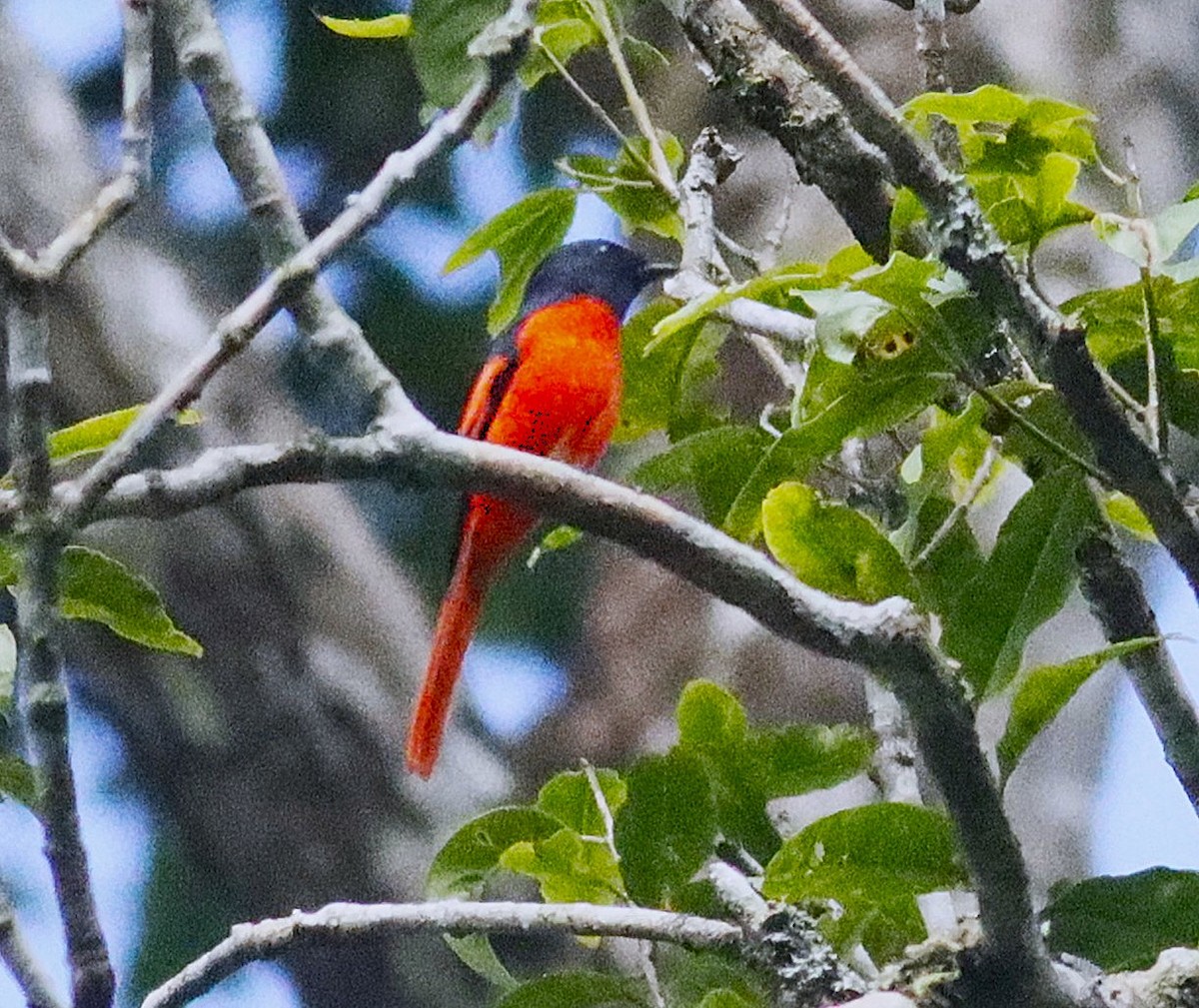 Личинкоїд сірощокий - ML647011767