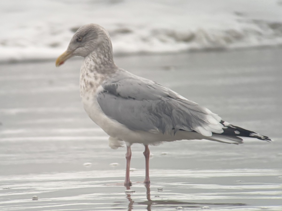 American Herring Gull - ML647011768
