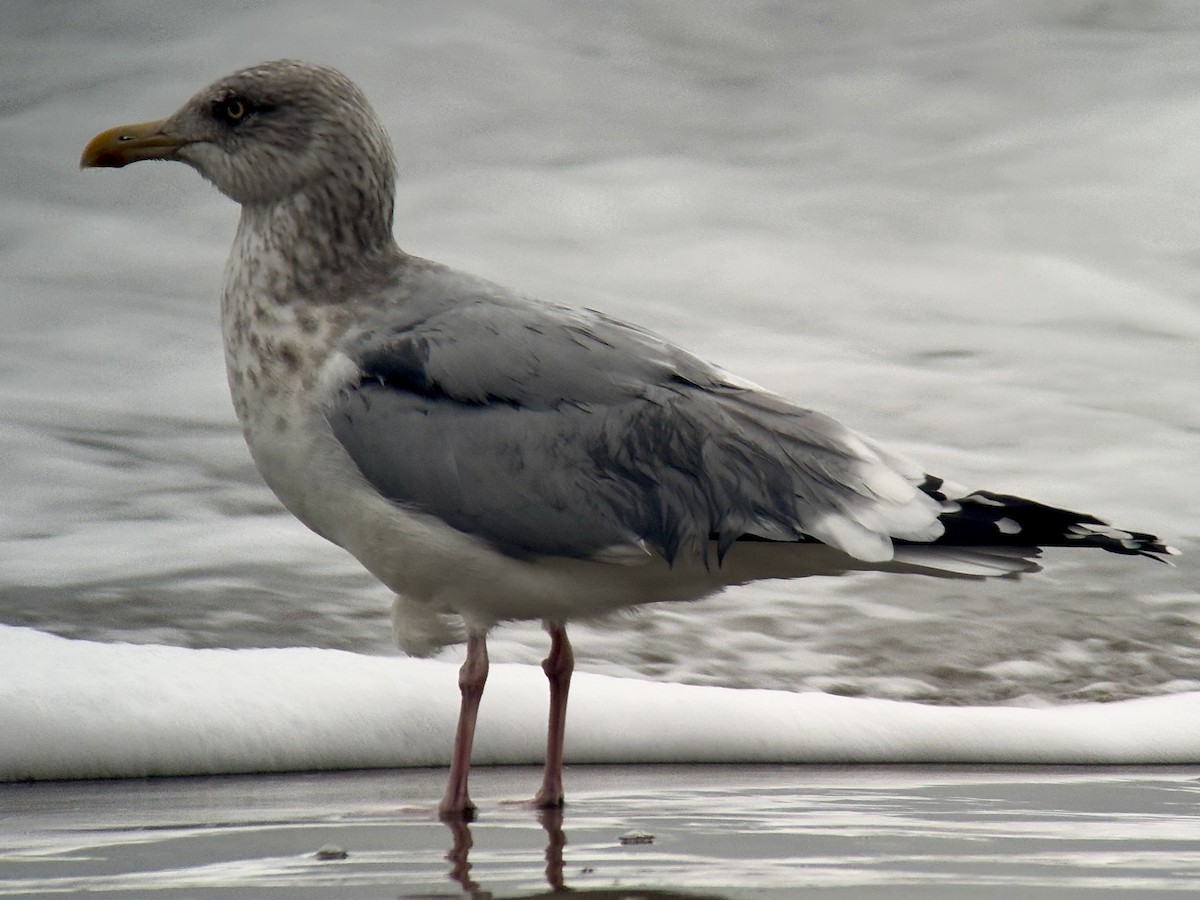 American Herring Gull - ML647011769