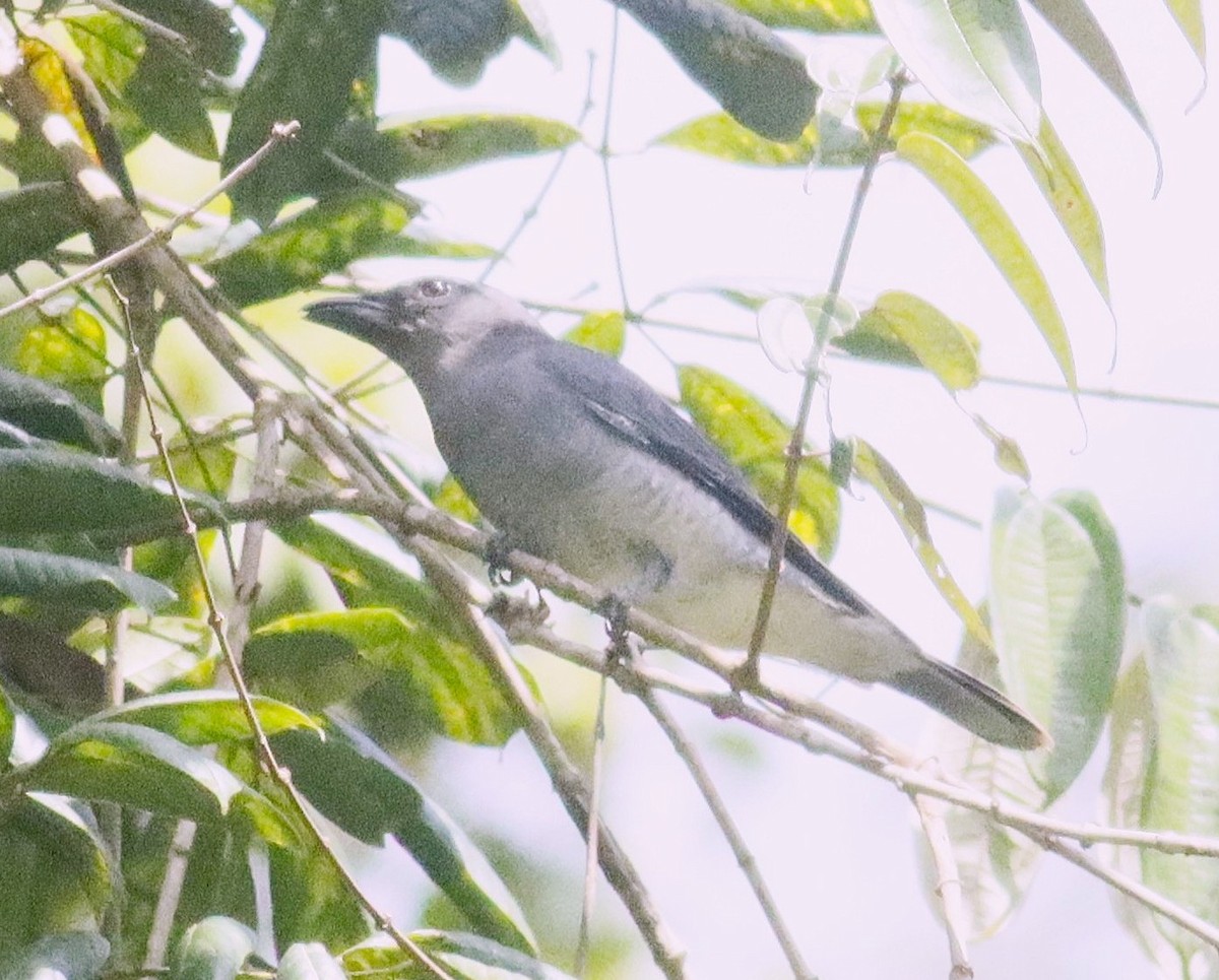 Malayan Cuckooshrike - ML647011770
