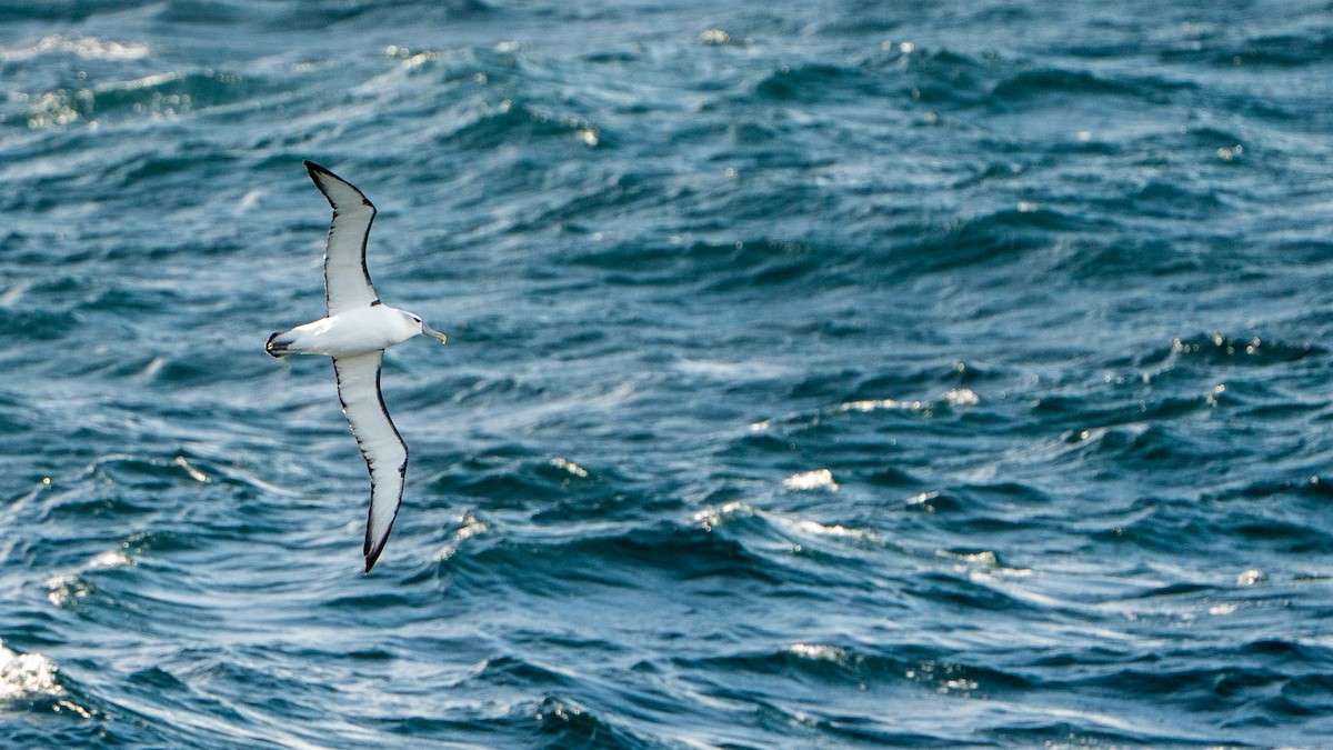 Tasmanalbatros - ML647011772