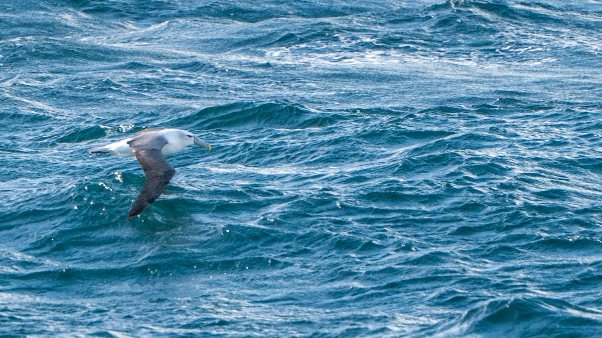 Tasmanalbatros - ML647011773