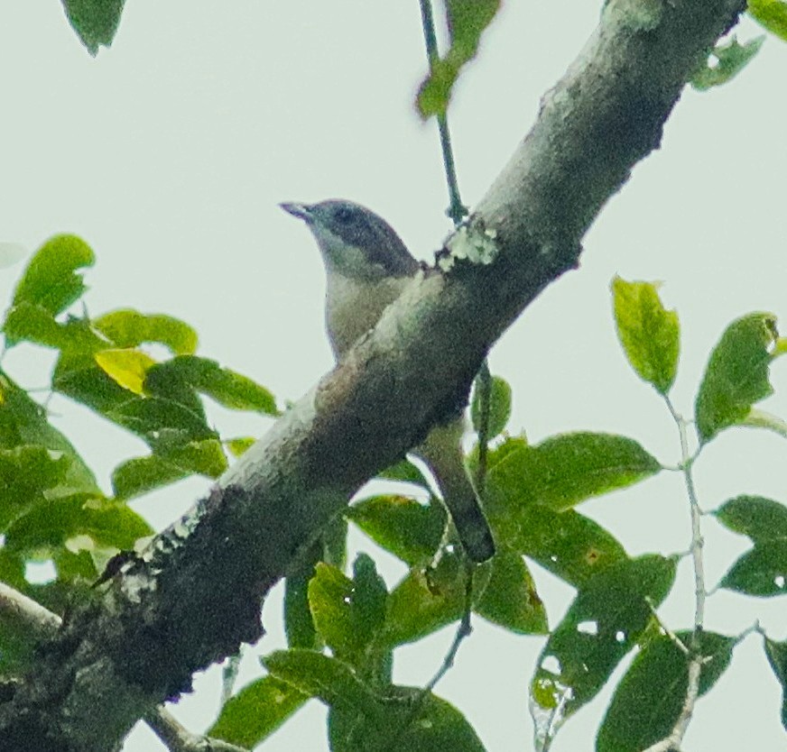 White-browed Shrike-Babbler - ML647011774