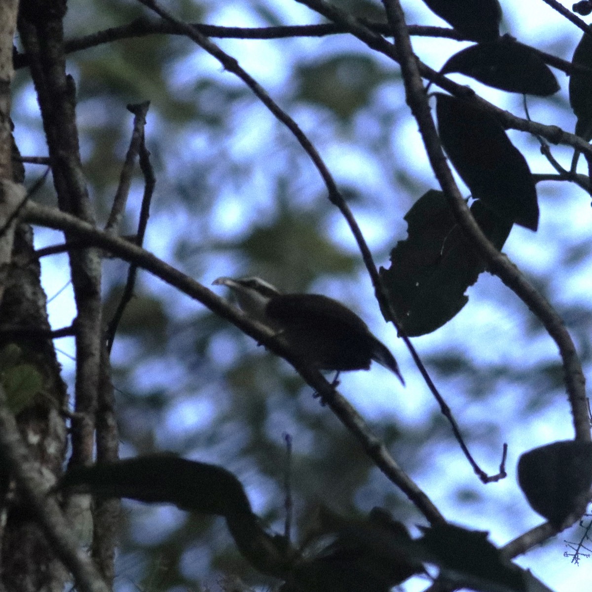 Sunda Scimitar-Babbler - ML647011777