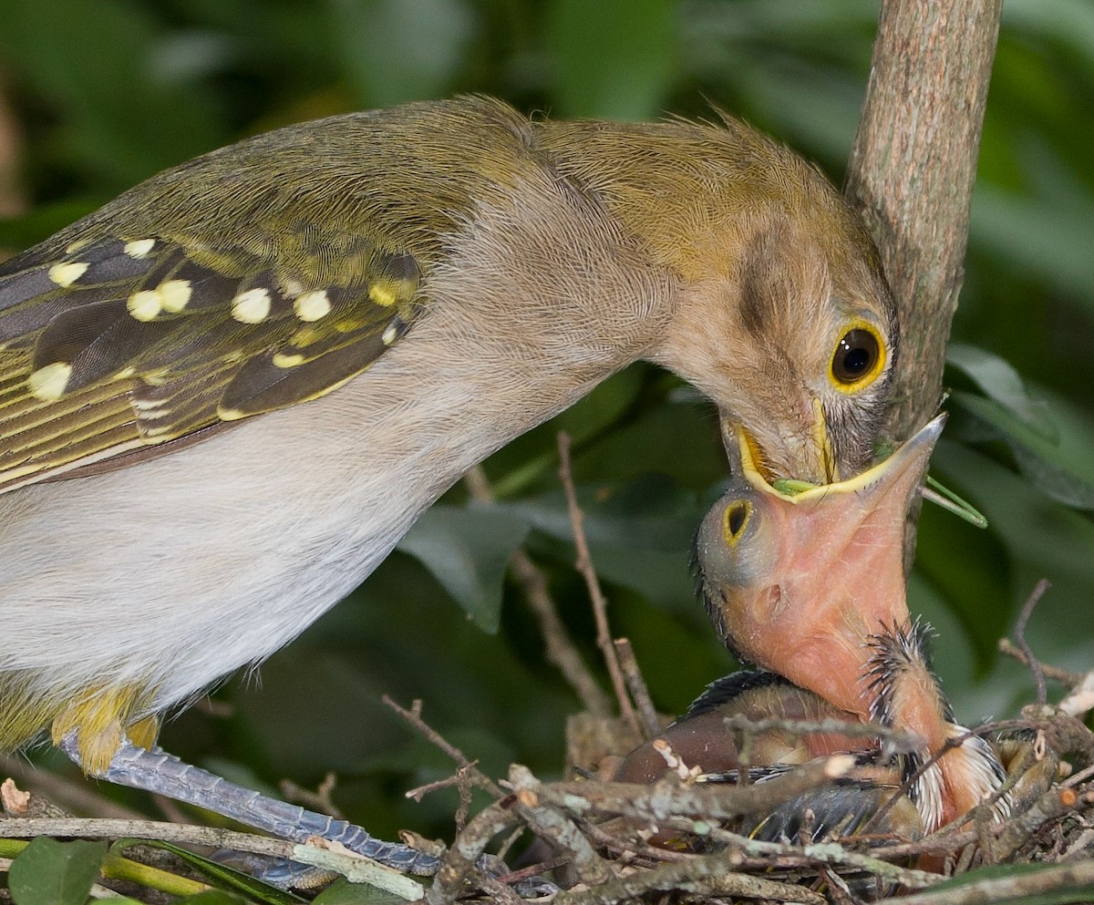 Eastern Nicator - ML647011787