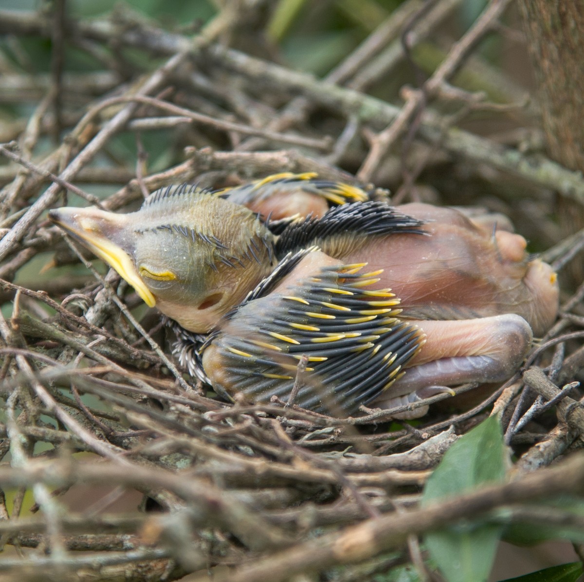 Eastern Nicator - ML647011788