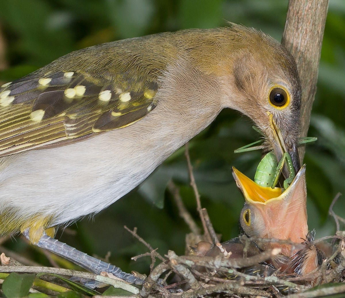 Eastern Nicator - ML647011789