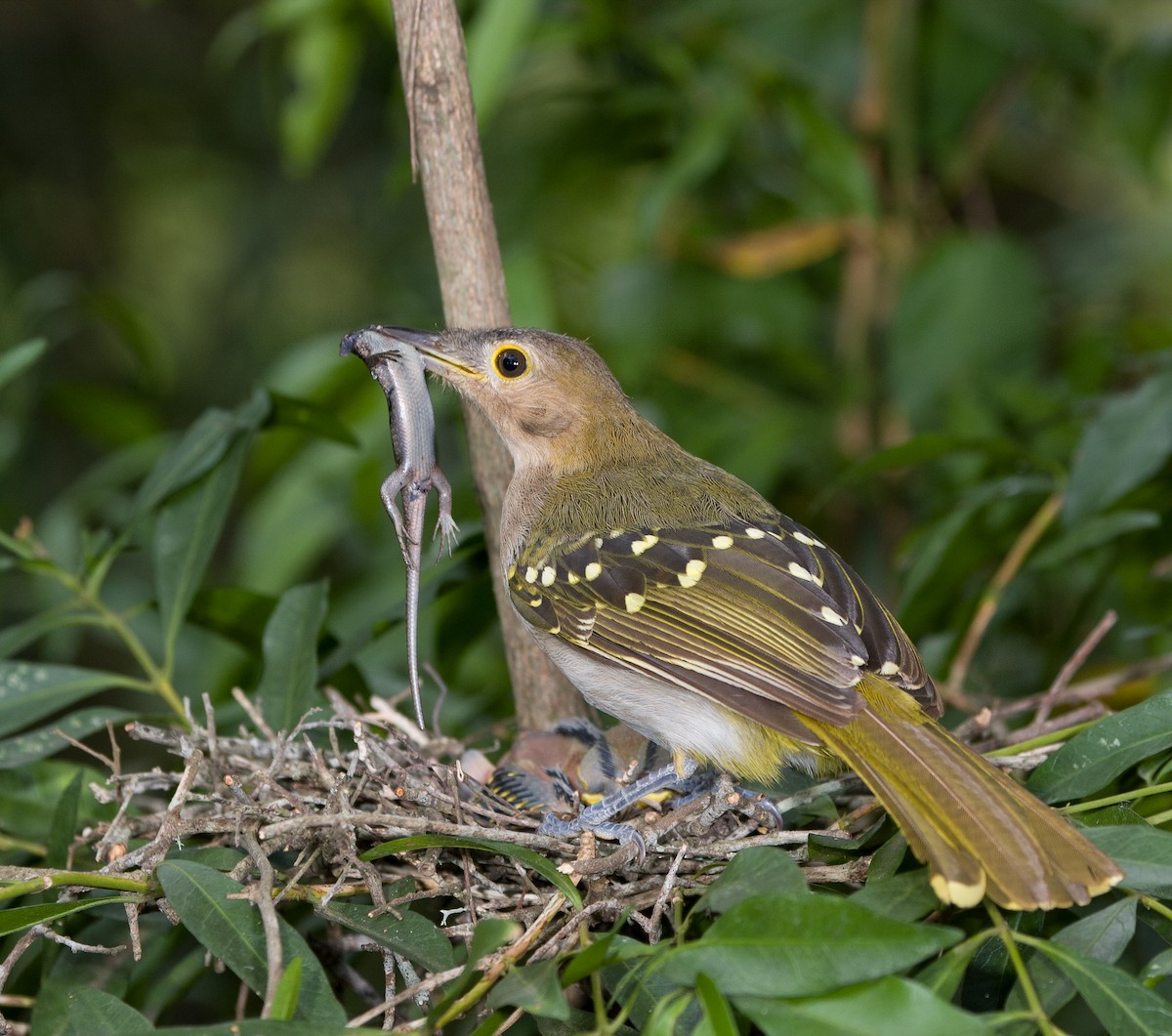 Eastern Nicator - ML647011790