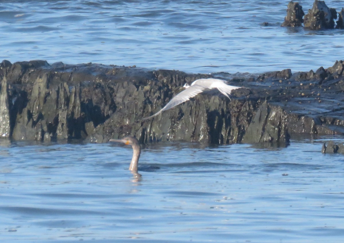 Common Tern - ML647011795