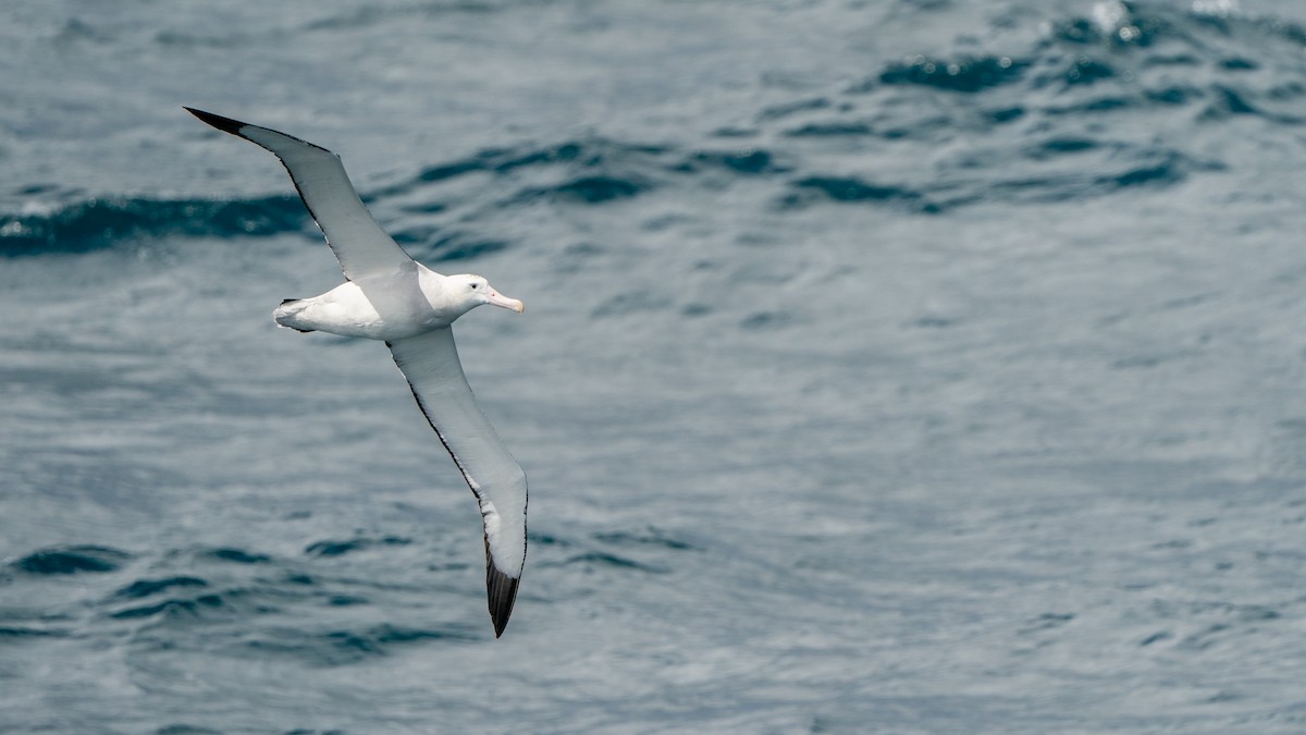 Antipodenalbatros (gibsoni) - ML647011797
