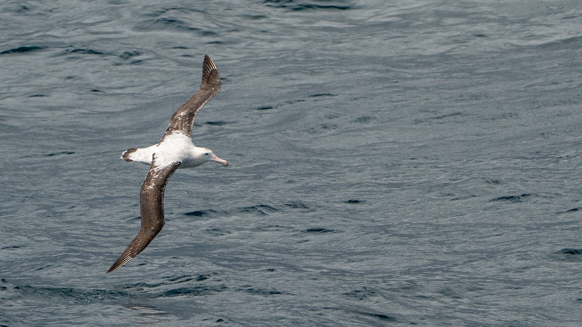 Antipodenalbatros (gibsoni) - ML647011798