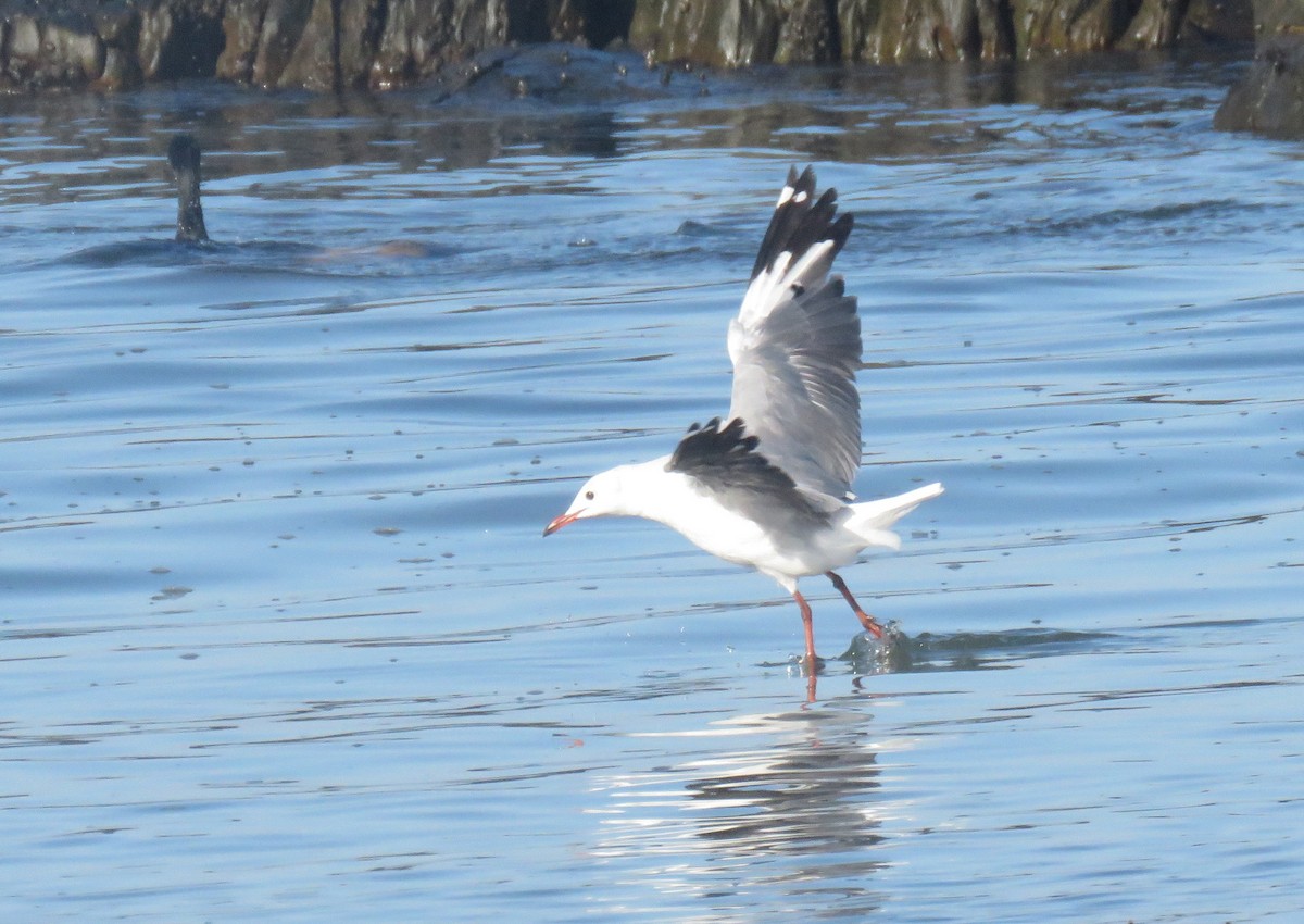 Hartlaub's Gull - ML647011799