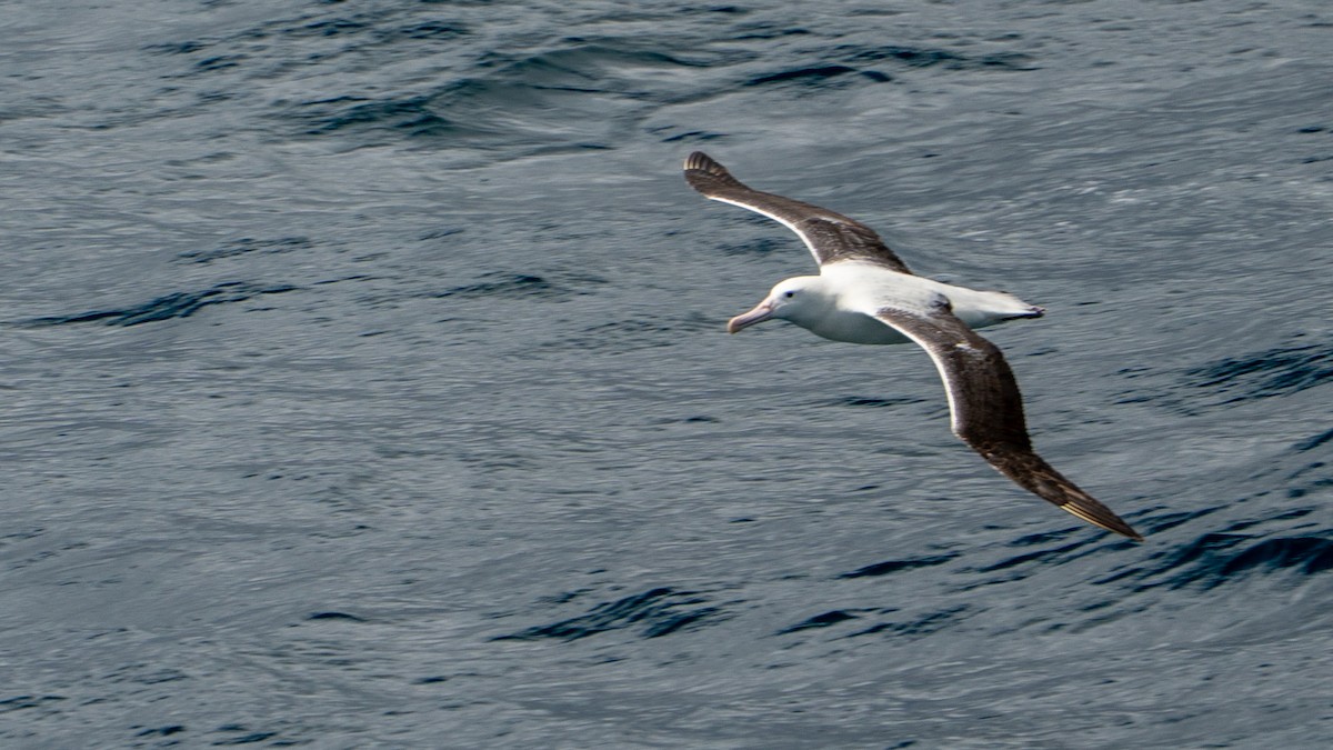 Königsalbatros - ML647011815