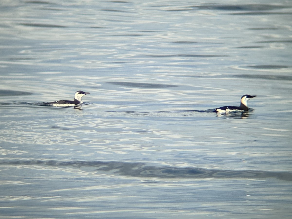 崖海鴉 - ML647011817