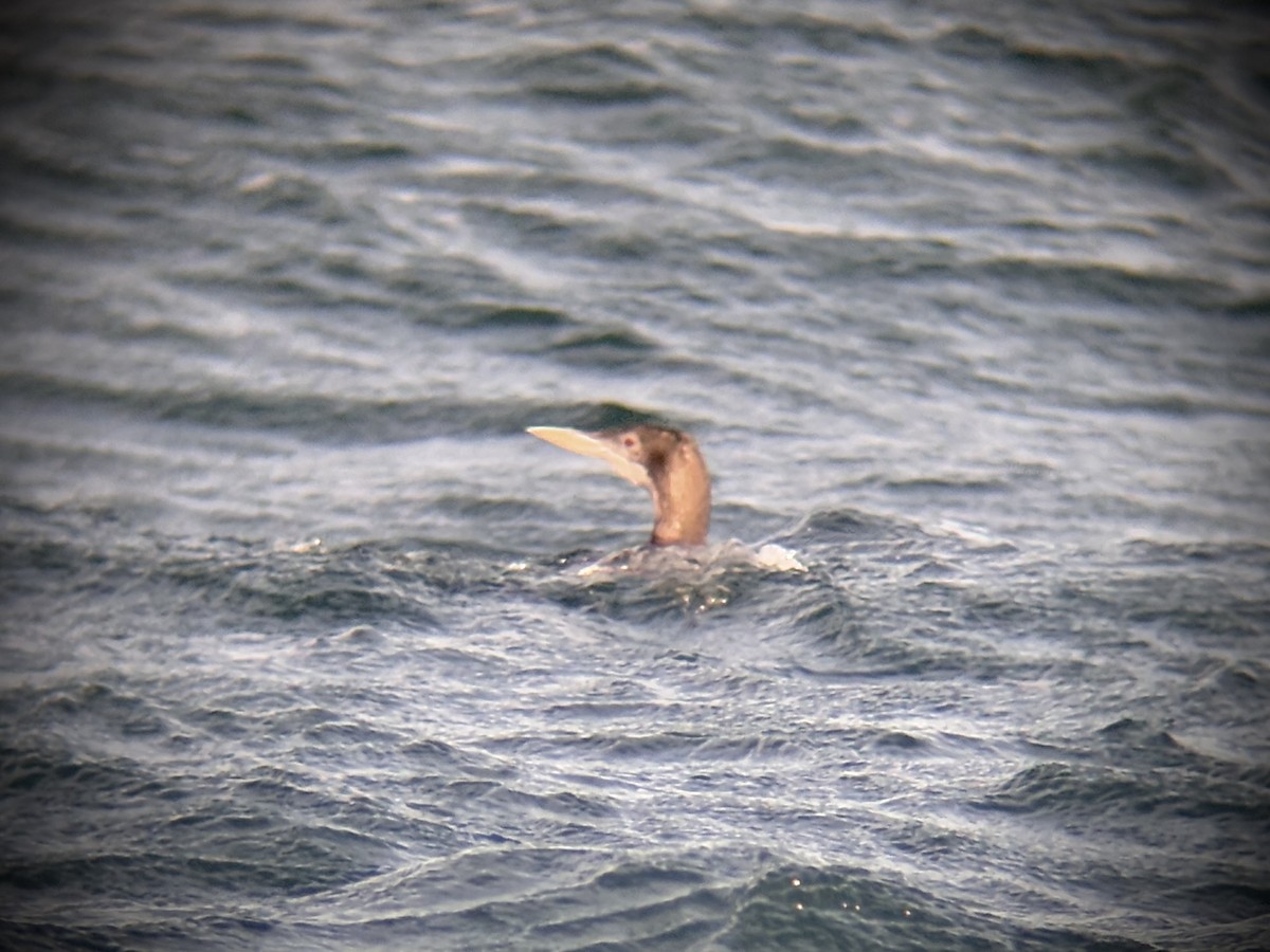 白嘴潛鳥 - ML647011824