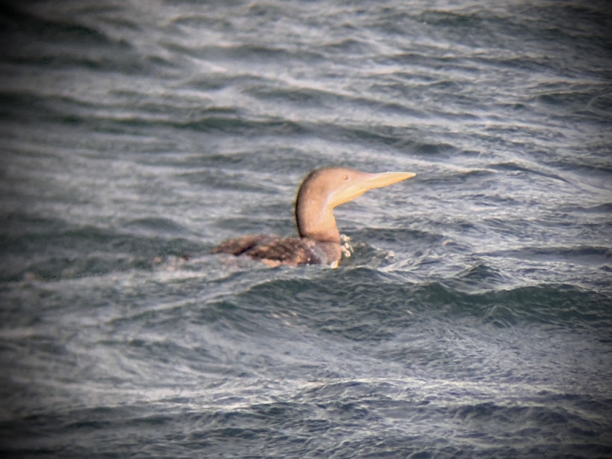 白嘴潛鳥 - ML647011825