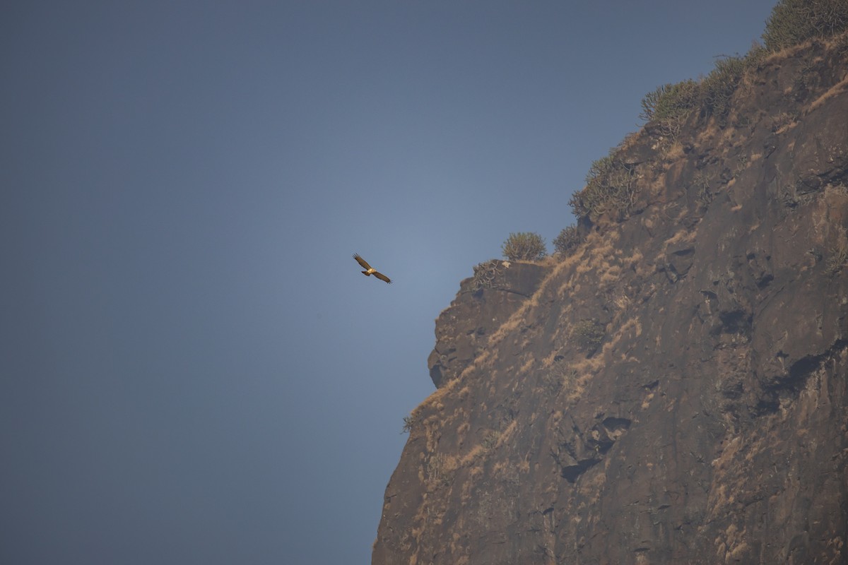 orlík krátkoprstý - ML647011828