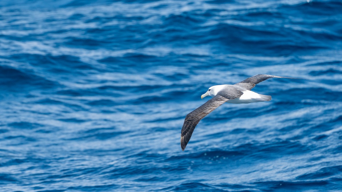 Tasmanalbatros - ML647011831