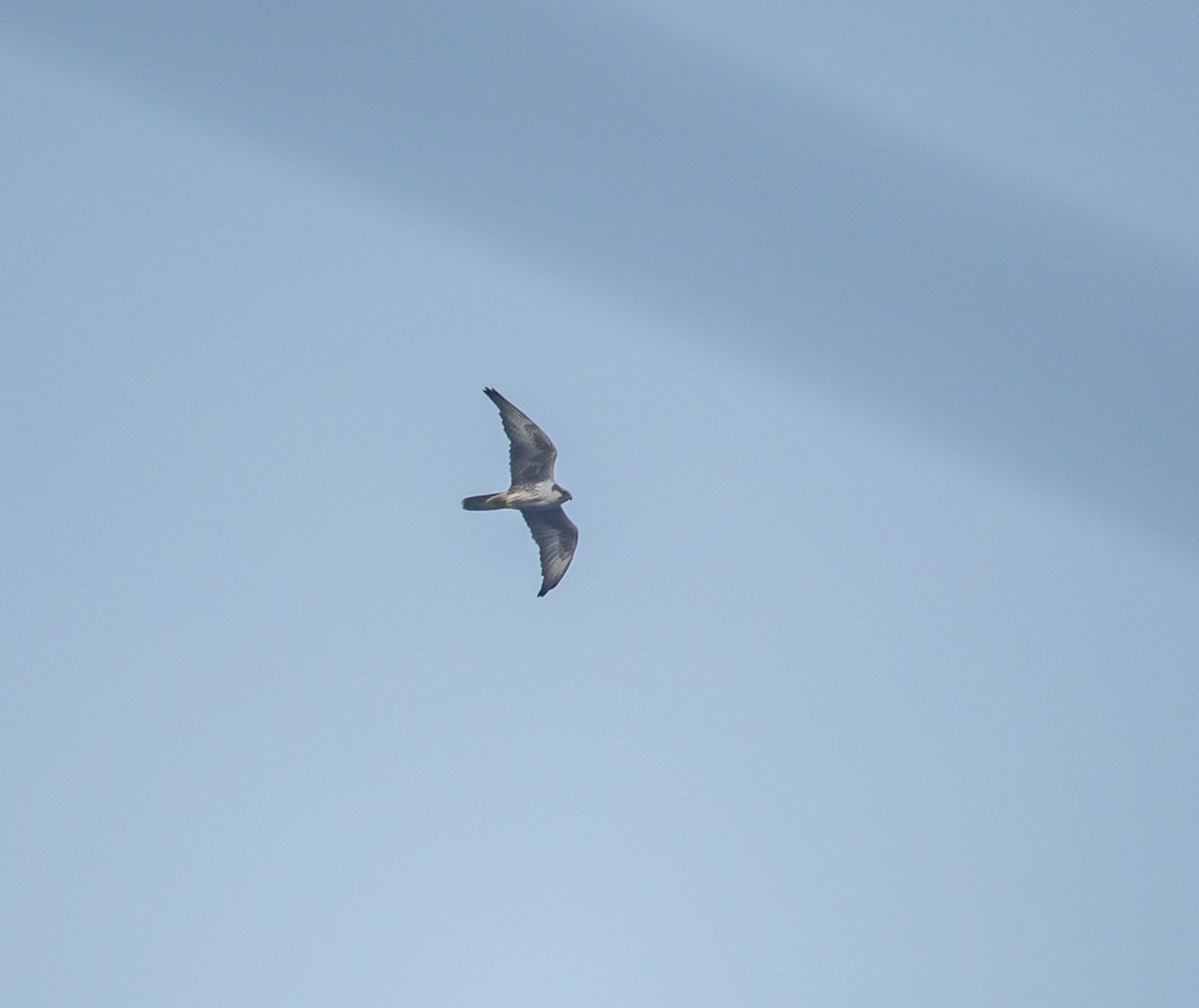 Falco laggar - ML647011833