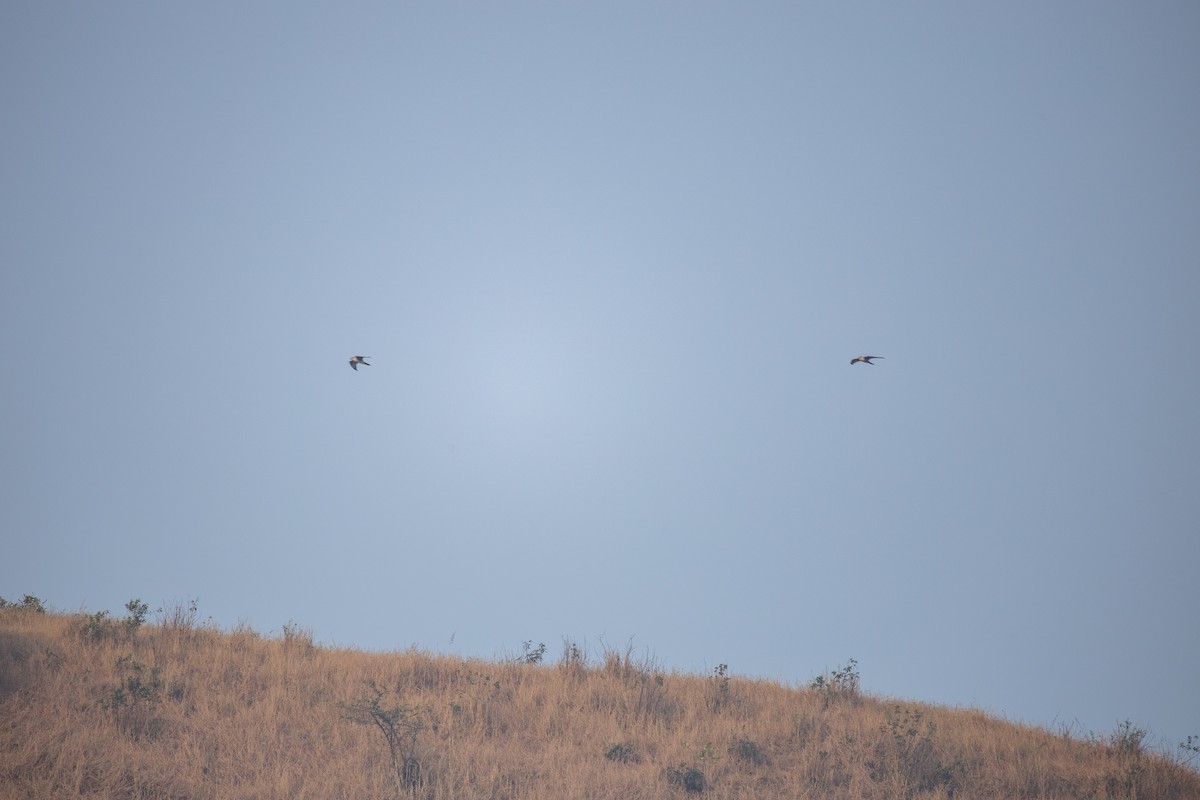 Falco laggar - ML647011834