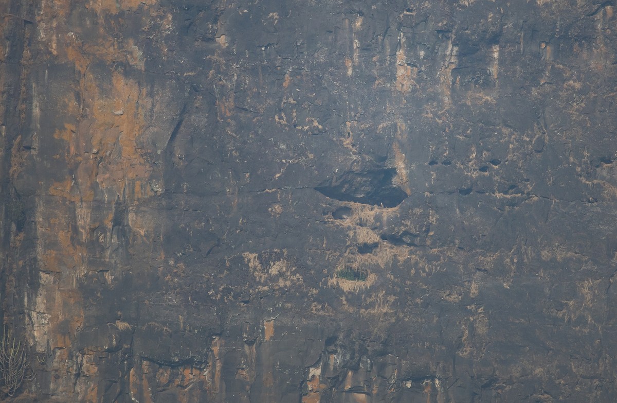 sokol stěhovavý (ssp. peregrinator) - ML647011835