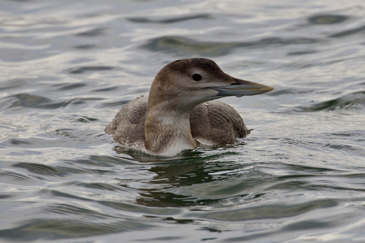 Yellow-billed Loon - ML647011839