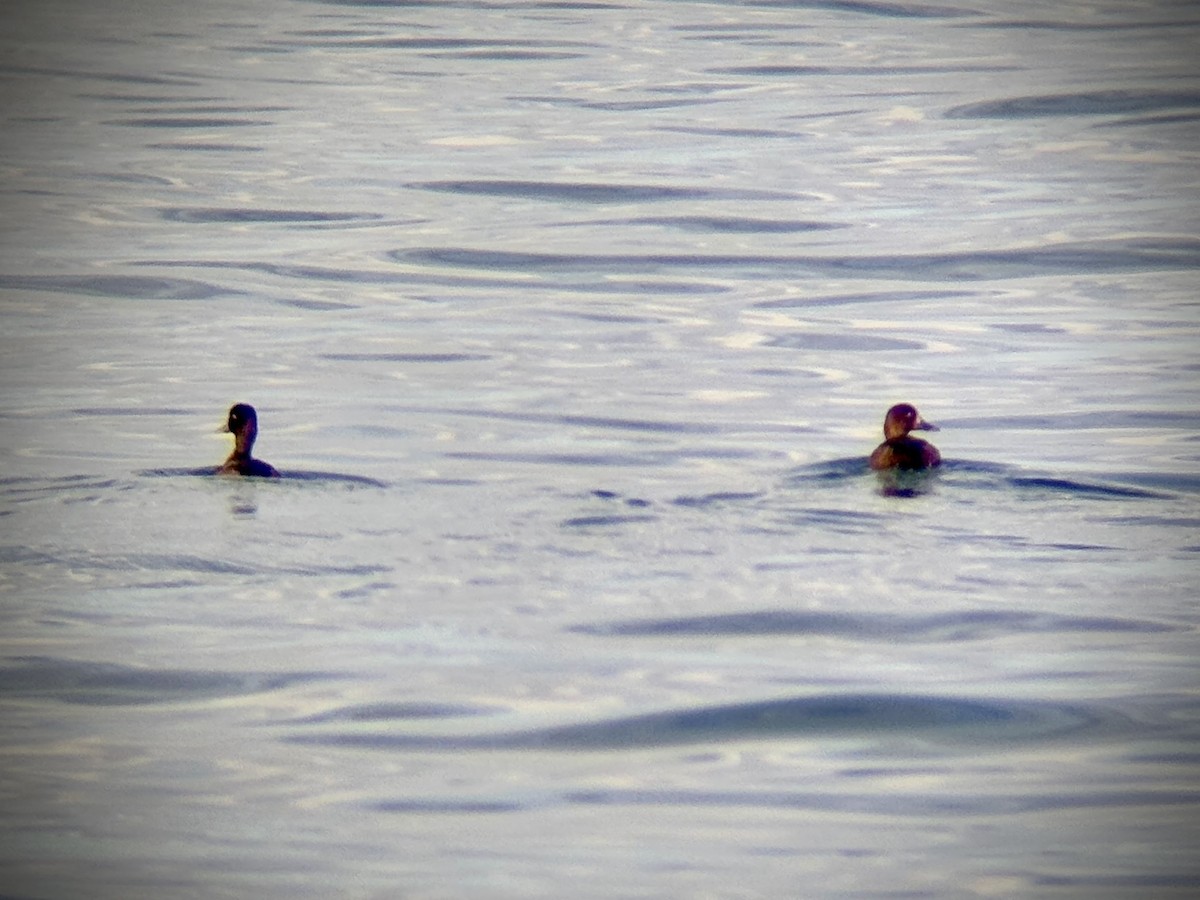 Bergente - ML647011843