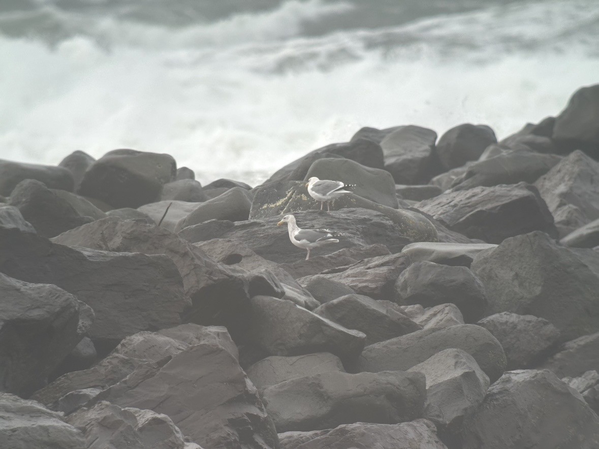 Western Gull - ML647011854