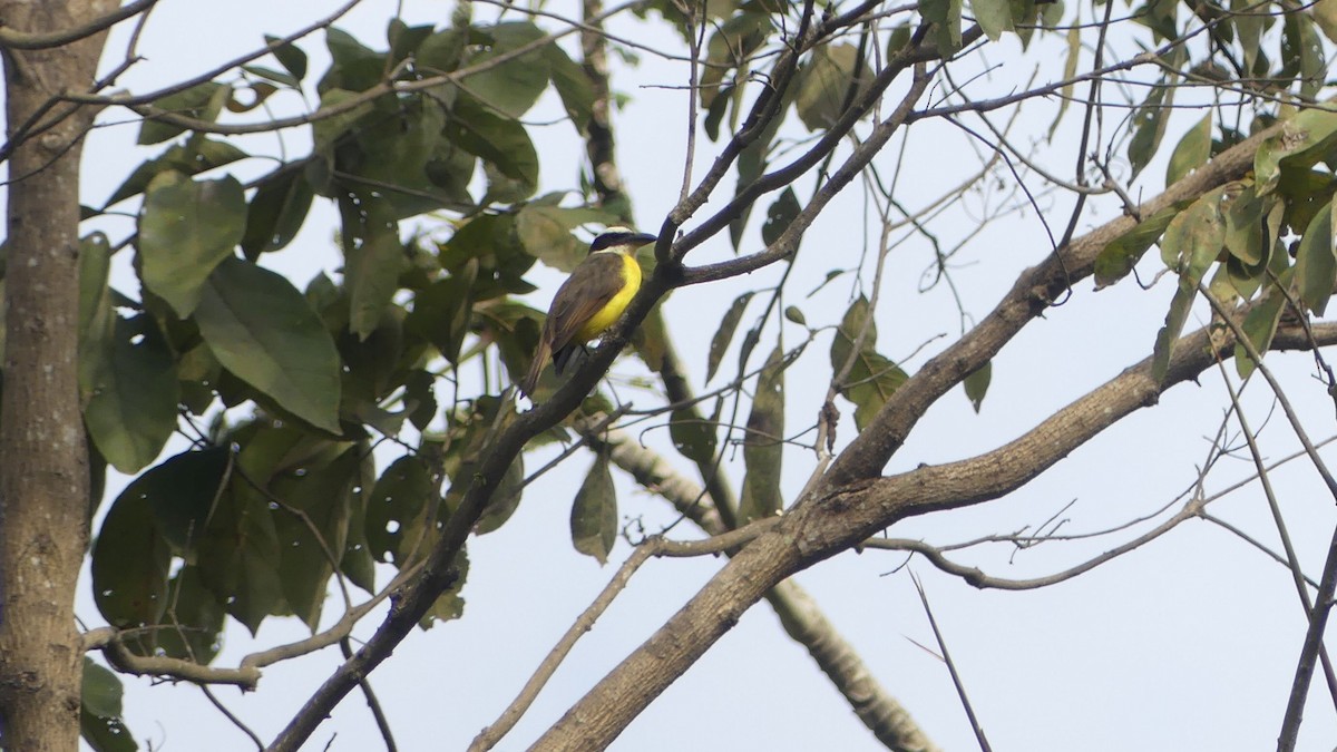 Boat-billed Flycatcher - ML647011873