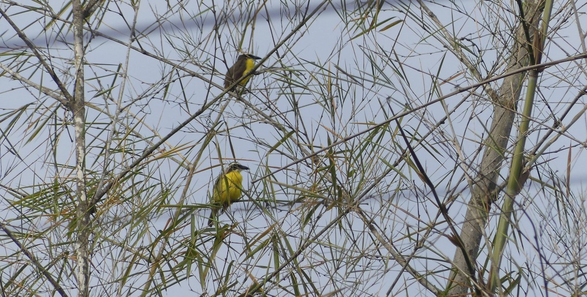 Boat-billed Flycatcher - ML647011874