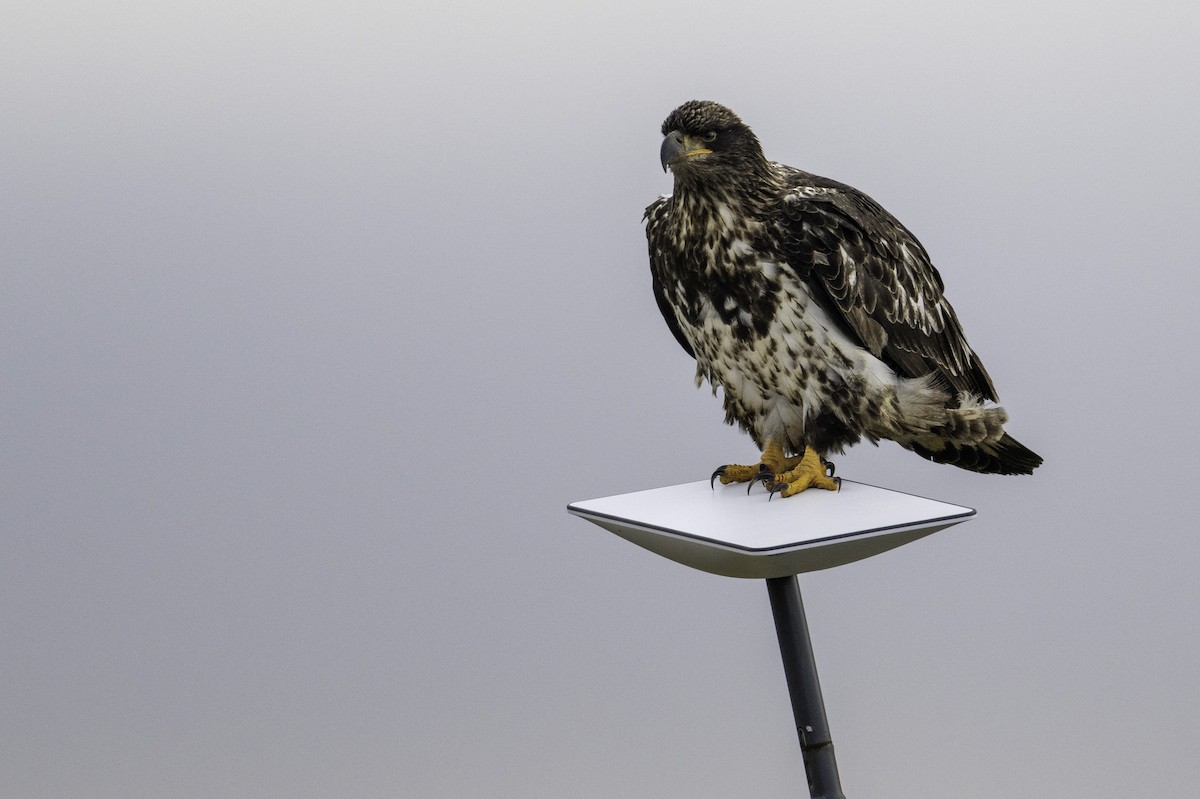 Bald Eagle - ML647011875