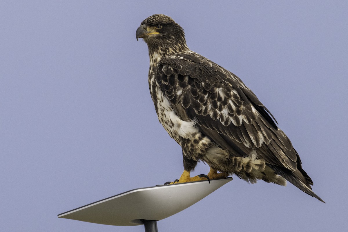 Bald Eagle - ML647011876