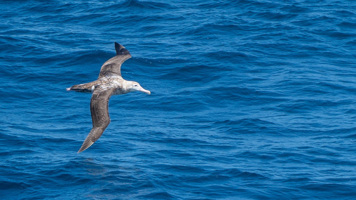 Antipodenalbatros (gibsoni) - ML647011882