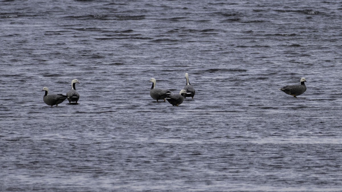 ミカドガン - ML647011883