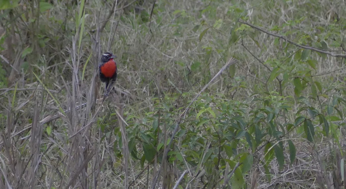 ペルームネアカマキバドリ - ML647011884