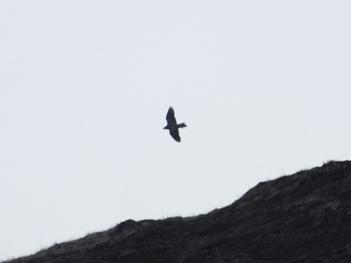 シロハヤブサ - ML647011886