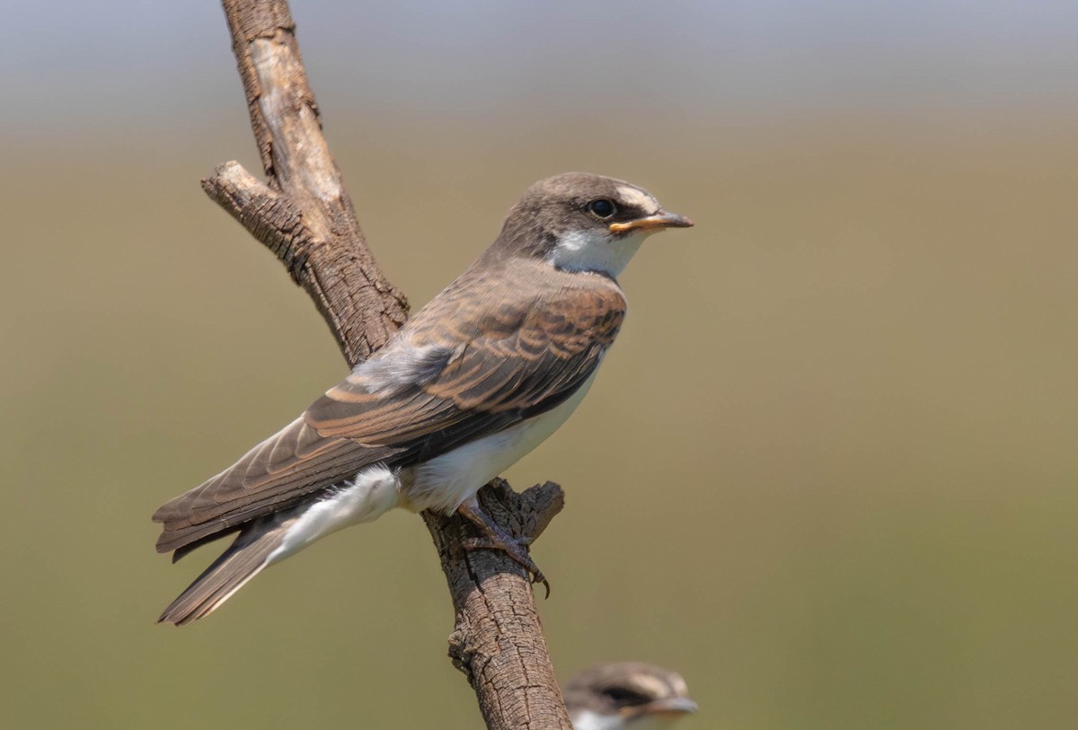 マユジロショウドウツバメ - ML647011887