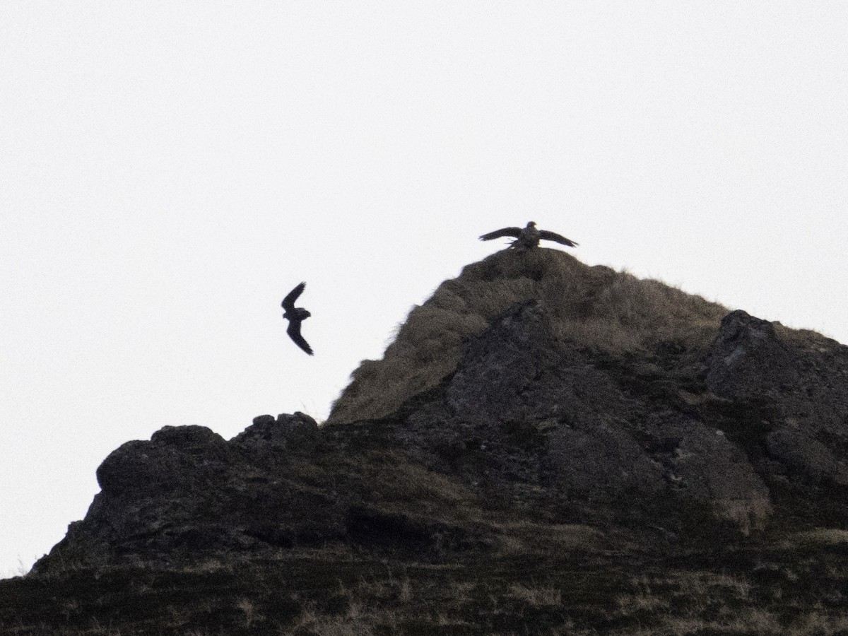 シロハヤブサ - ML647011890