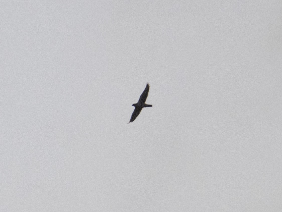 シロハヤブサ - ML647011891