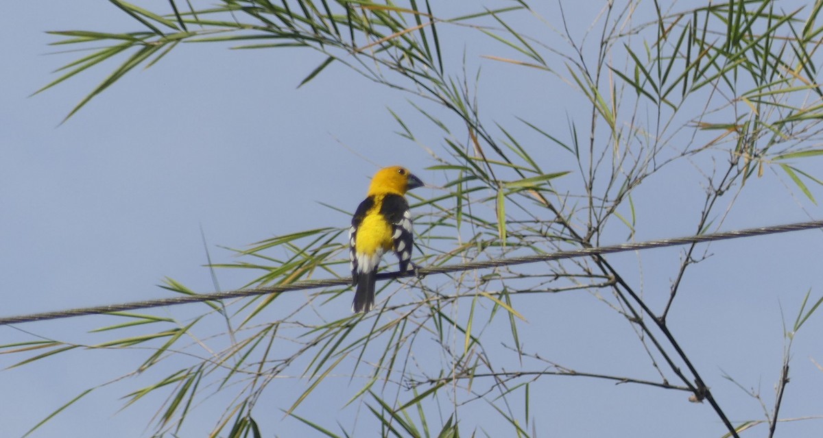 ヒメオウゴンイカル - ML647011892