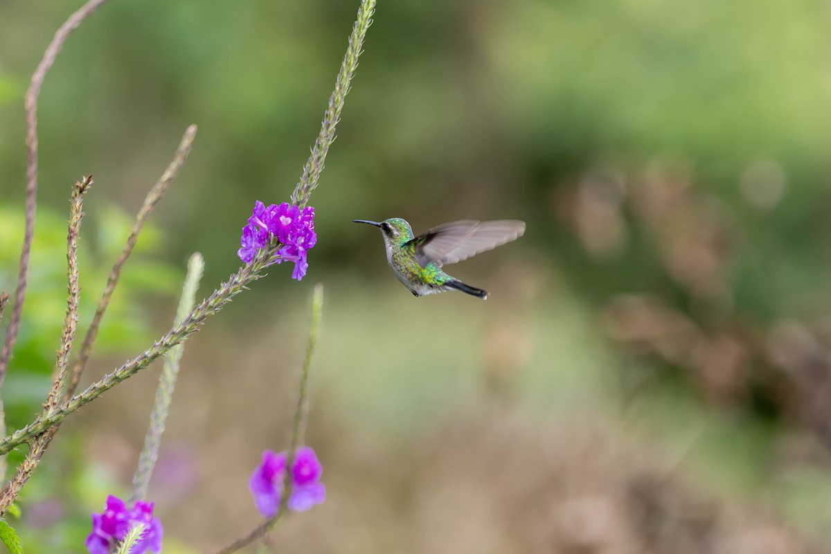 エンビヒメエメラルドハチドリ - ML647011896