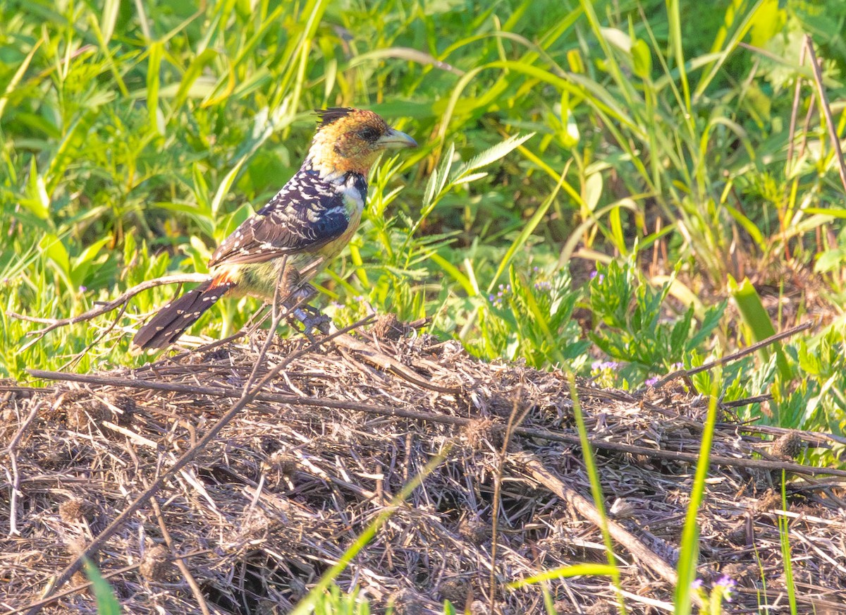 ムナオビオナガゴシキドリ - ML647011899