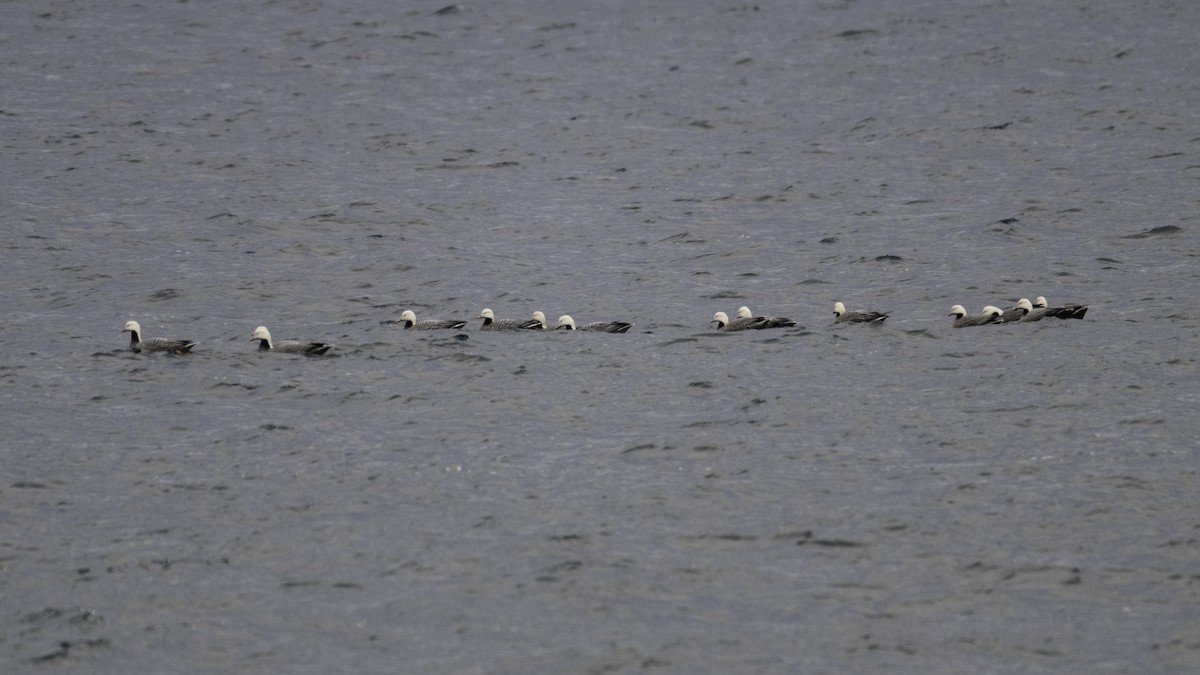 ミカドガン - ML647011904