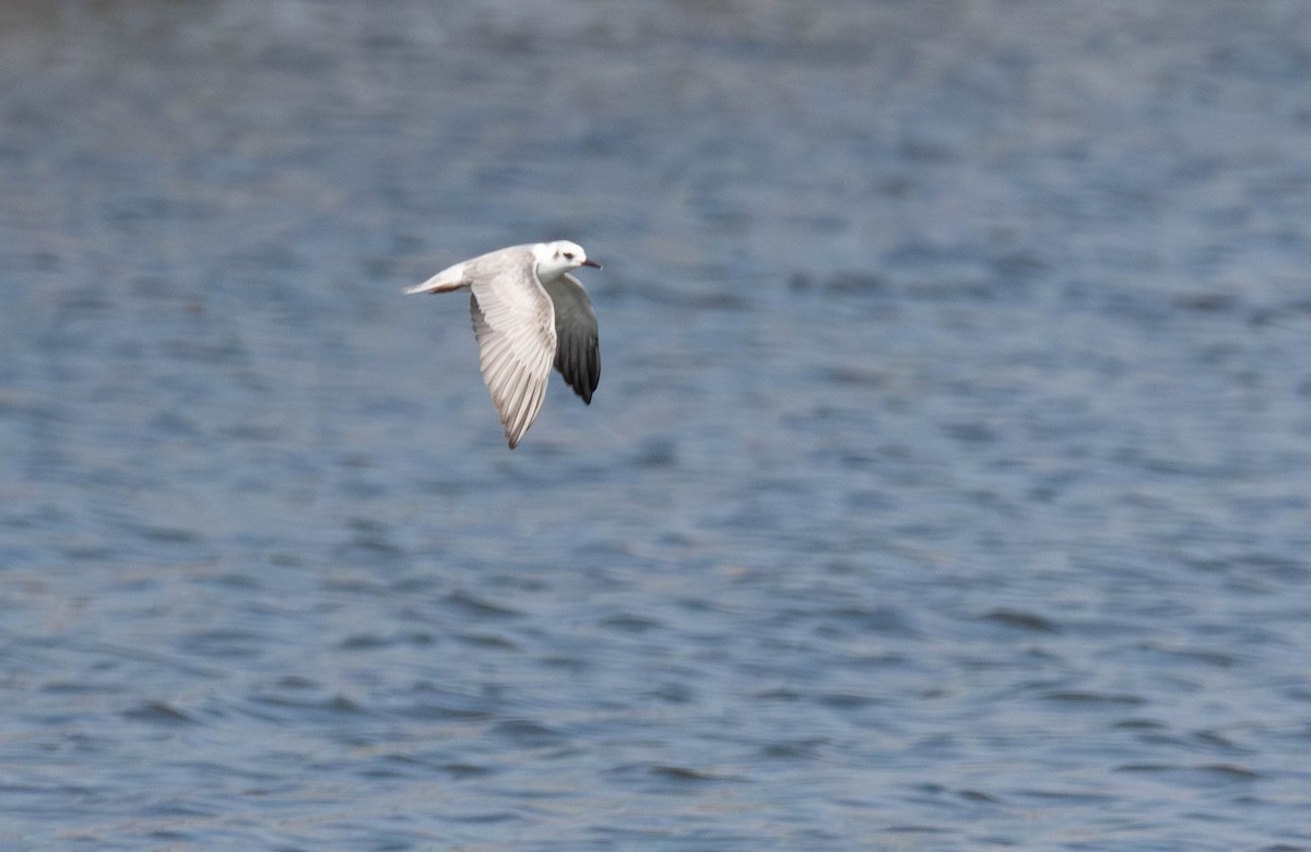 クロハラアジサシ - ML647011906