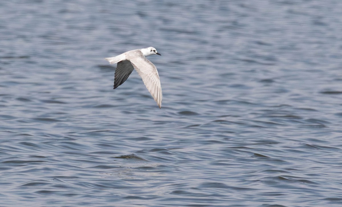 クロハラアジサシ - ML647011907