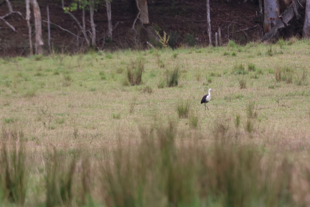 volavka bělokrká - ML647011909