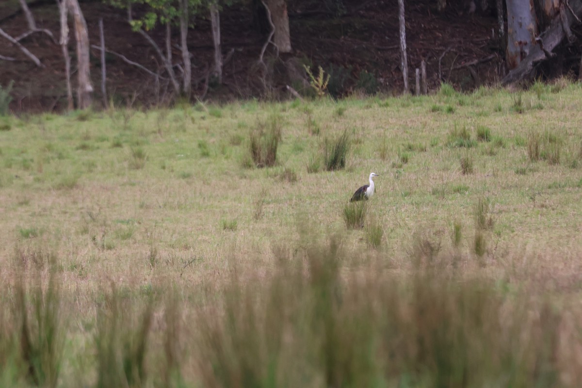 volavka bělokrká - ML647011910