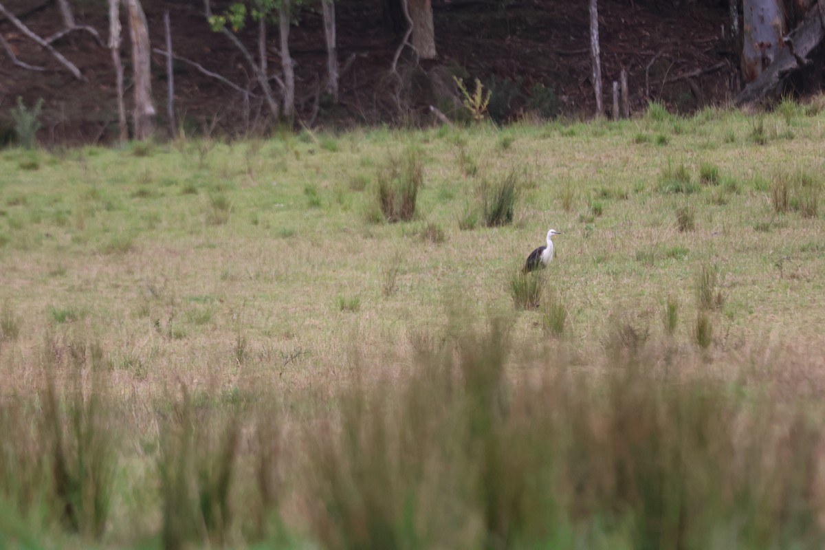 volavka bělokrká - ML647011911