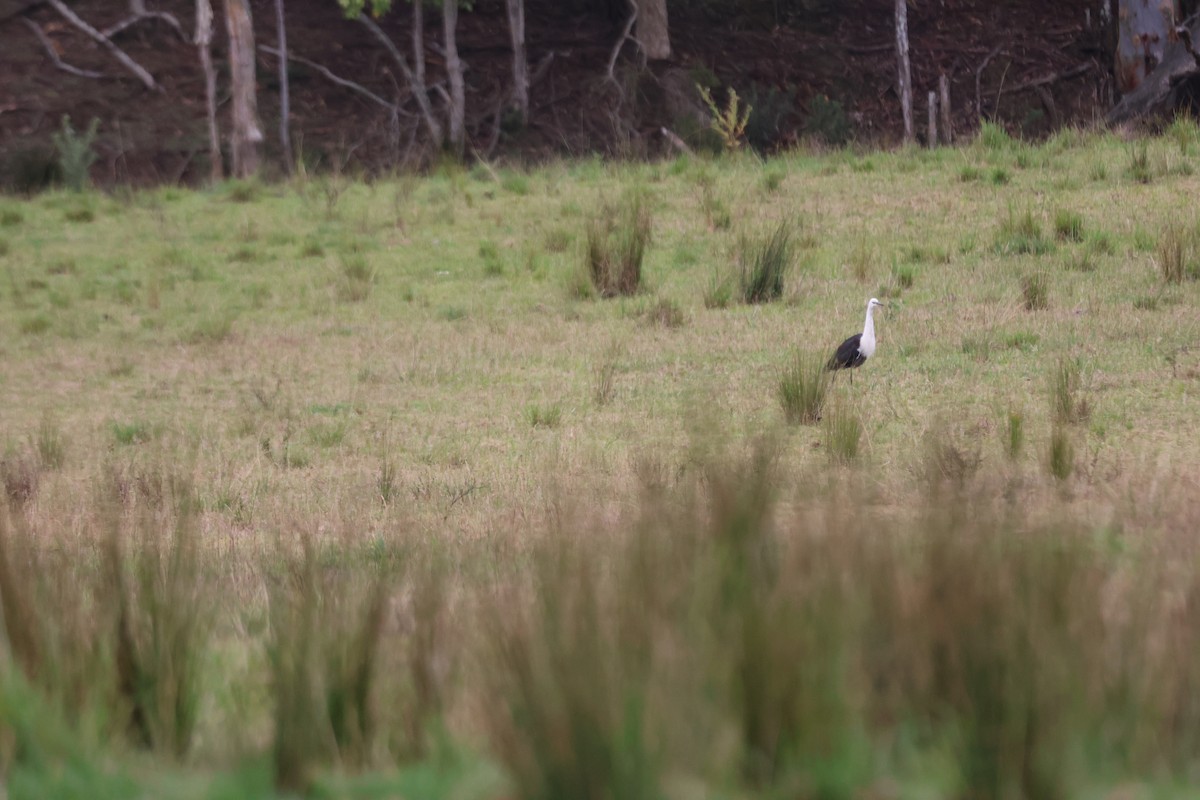 volavka bělokrká - ML647011912